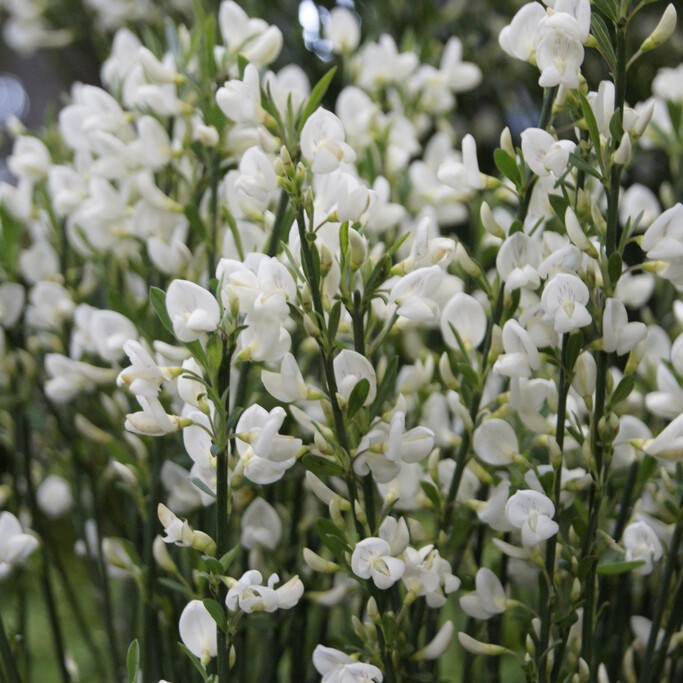 Praktginst - Cytisus scoparius White Lion (Storlek: 30-40 C2)