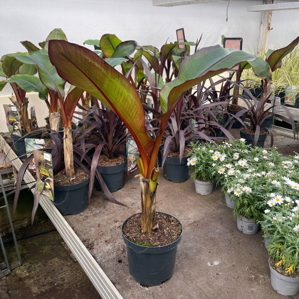 GreenboutiQ Bananenpflanze Ensete Ventricosum Maurelli  Winterhart  2  Pflanzen Im 12cm Topf, Hhe 30cm | Exotischer Blickfang Fr Garten &  Terrasse