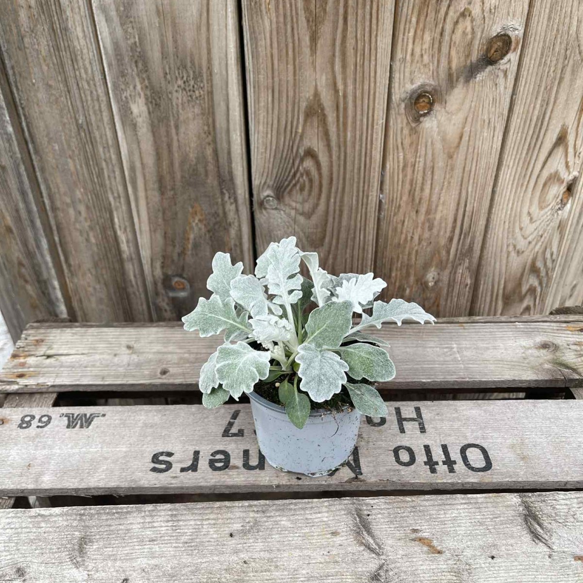 Silverek - Senecio bicolor Maritima (Krukstorlek: 9cm)
