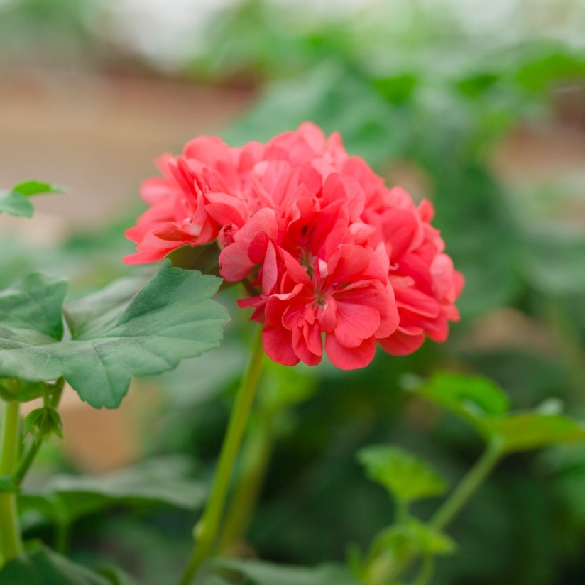Spalj&eacute;pelargon, kruka - Pelargonium x hortorum Dagnys Milo