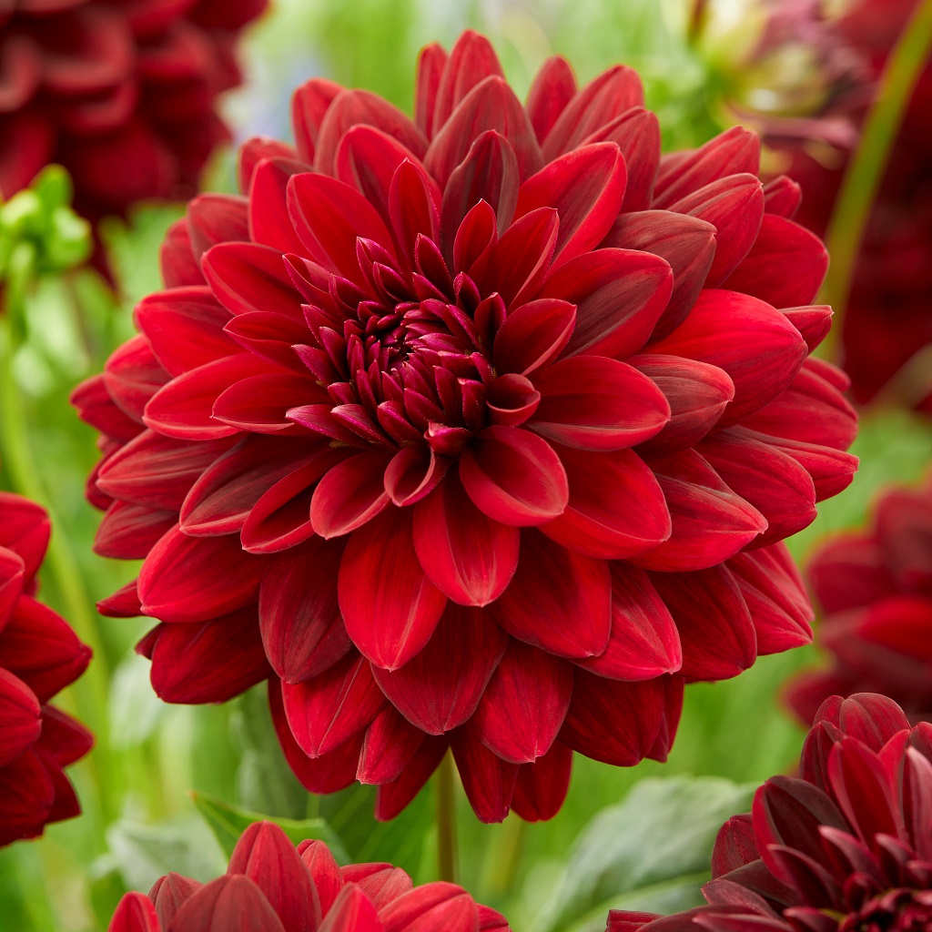 Dahlia Dekorativ Arabian Night 1st - Dahlia x pinnata Arabian Night