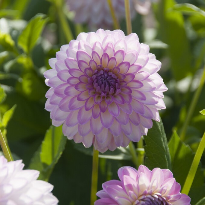 Dahlia Dekorativ Arbatax 1st - Dahlia x pinnata Arbatax