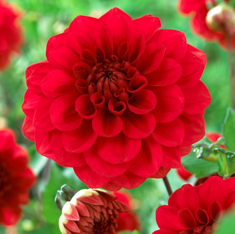 Dahlia Dekorativ Arnhem 1st - Dahlia x pinnata Arnhem
