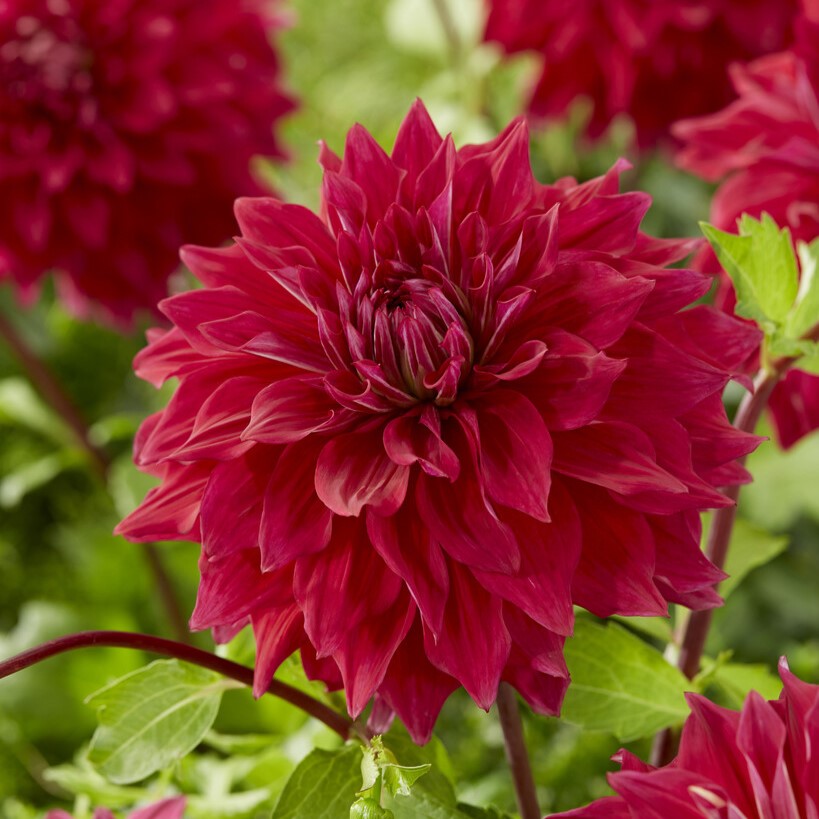 Läs mer om Dahlia Dekorativ Babylon Purple 1st