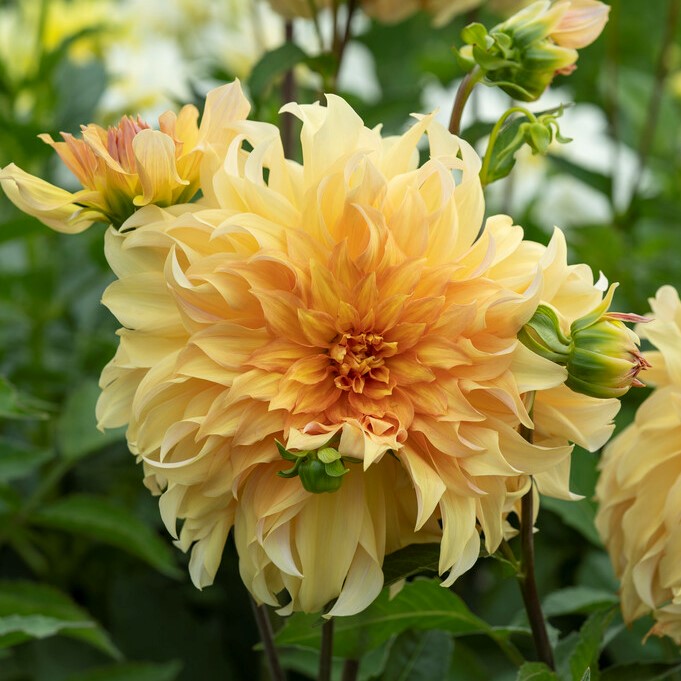 Dahlia Dekorativ Big Brother 1st - Dahlia x pinnata Big Brother