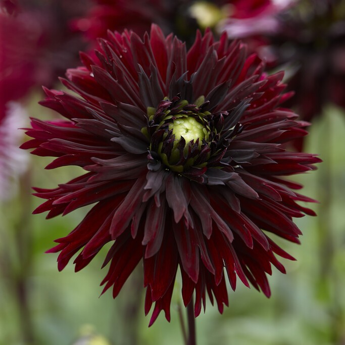 Dahlia Kaktus Black Touch 1st - Dahlia x pinnata Black Touch