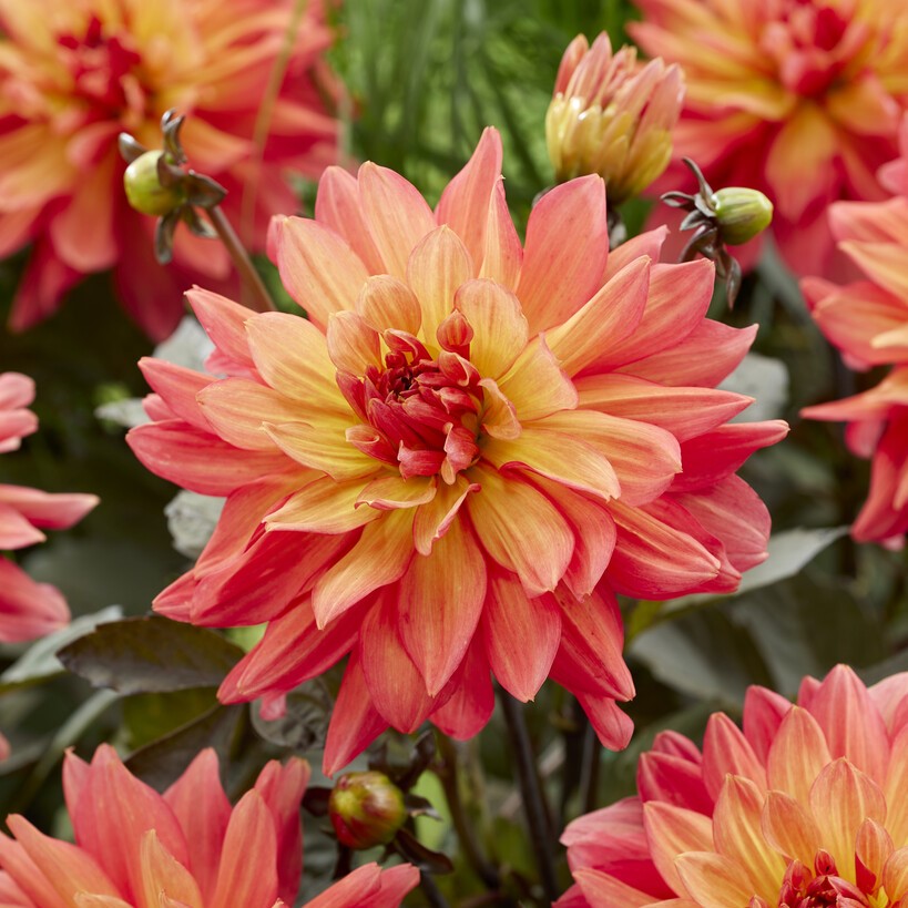 Dahlia Dekorativ Camelot 1st - Dahlia x pinnata Camelot