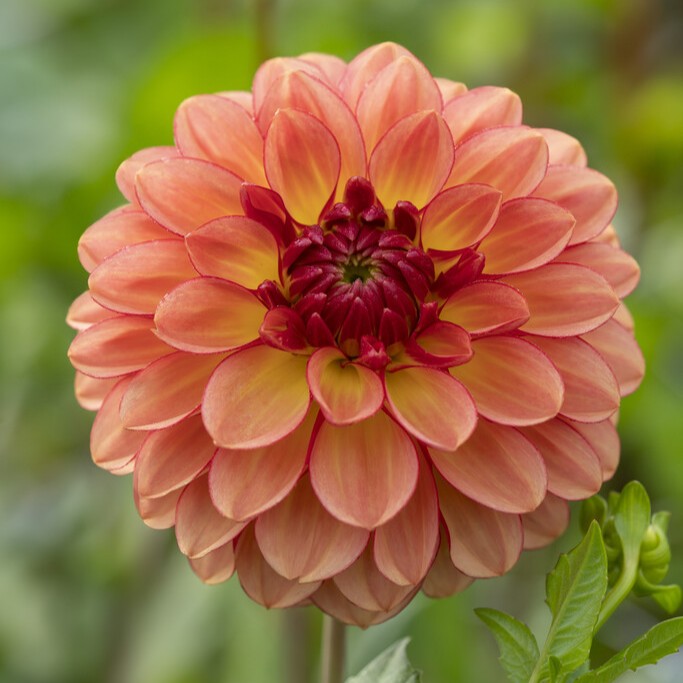 Dahlia Boll Chapeau Bas 1st - Dahlia x pinnata Chapeau Bas