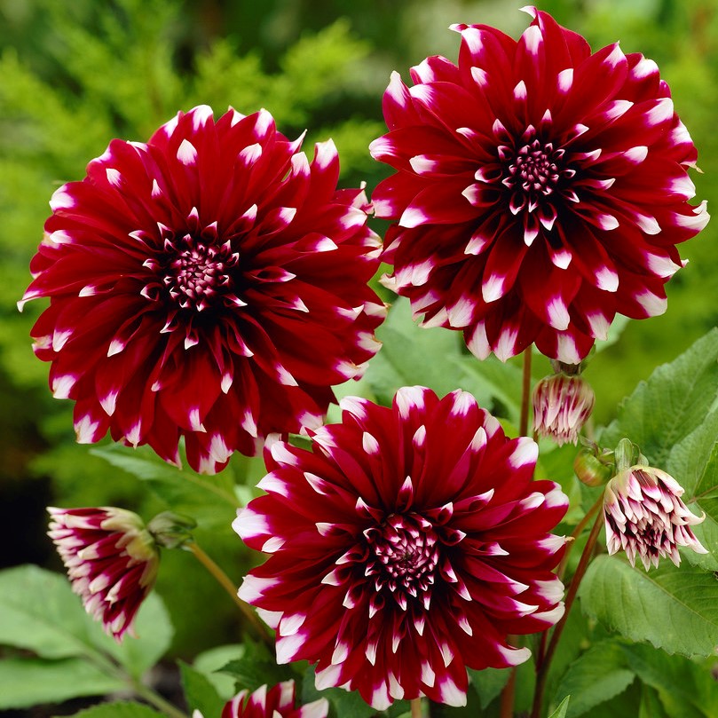 Dahlia Dekorativ Contraste 1st - Dekorativ - Dahlia