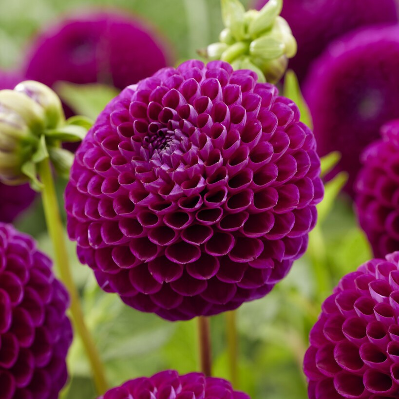 Dahlia Boll Downham Royal 1st - Dahlia x pinnata Downham Royal