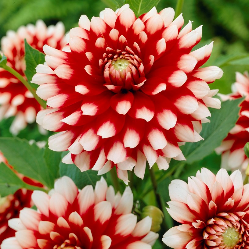 Dahlia Dekorativ Duet 1st - Dahlia x pinnata Duet