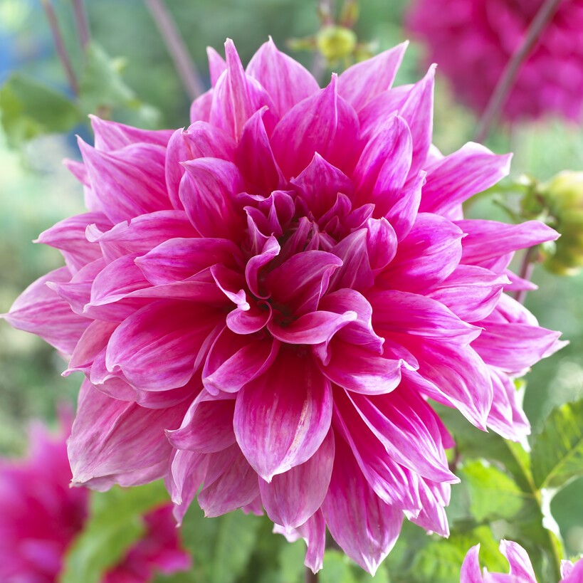 Dahlia Dekorativ Emory Paul 1st - Dahlia x pinnata Emory Paul