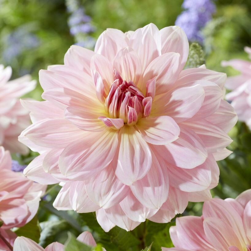 Dahlia Dekorativ Fairway Pilot 1st - Dahlia x pinnata Fairway Pilot