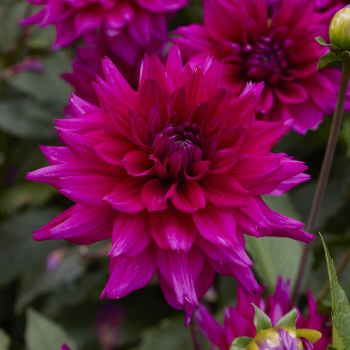 Dahlia Dekorativ Fuchsia Charm 1st - Dahlia x pinnata Fuchsia Charm