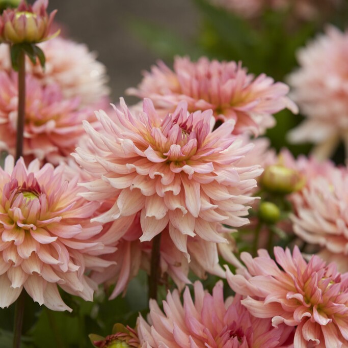 Dahlia Dekorativ Gallery Leonardo ® 1st - Dahlia x pinnata Gallery Leonardo ®