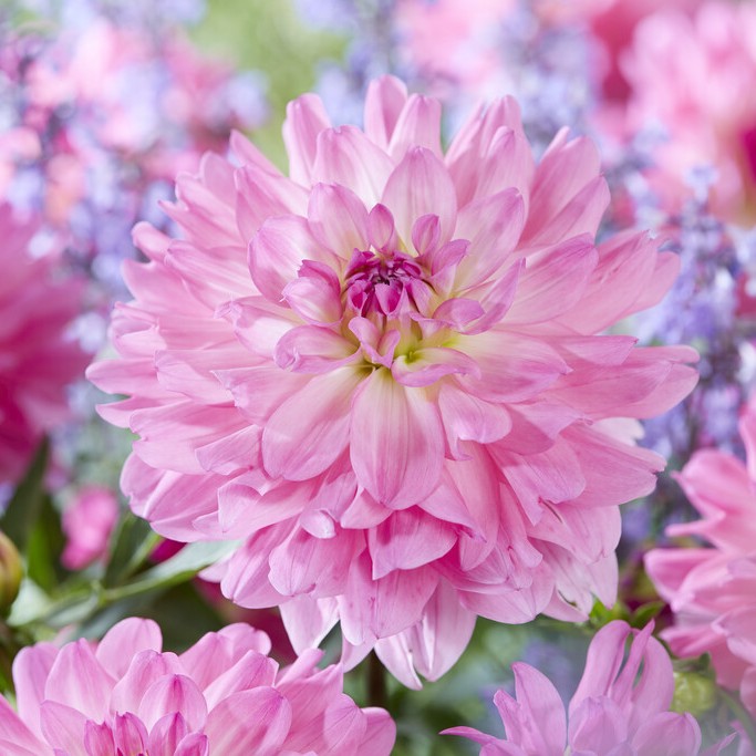Dahlia Dekorativ Garden Sensation 1st - Dahlia x pinnata Garden Sensation