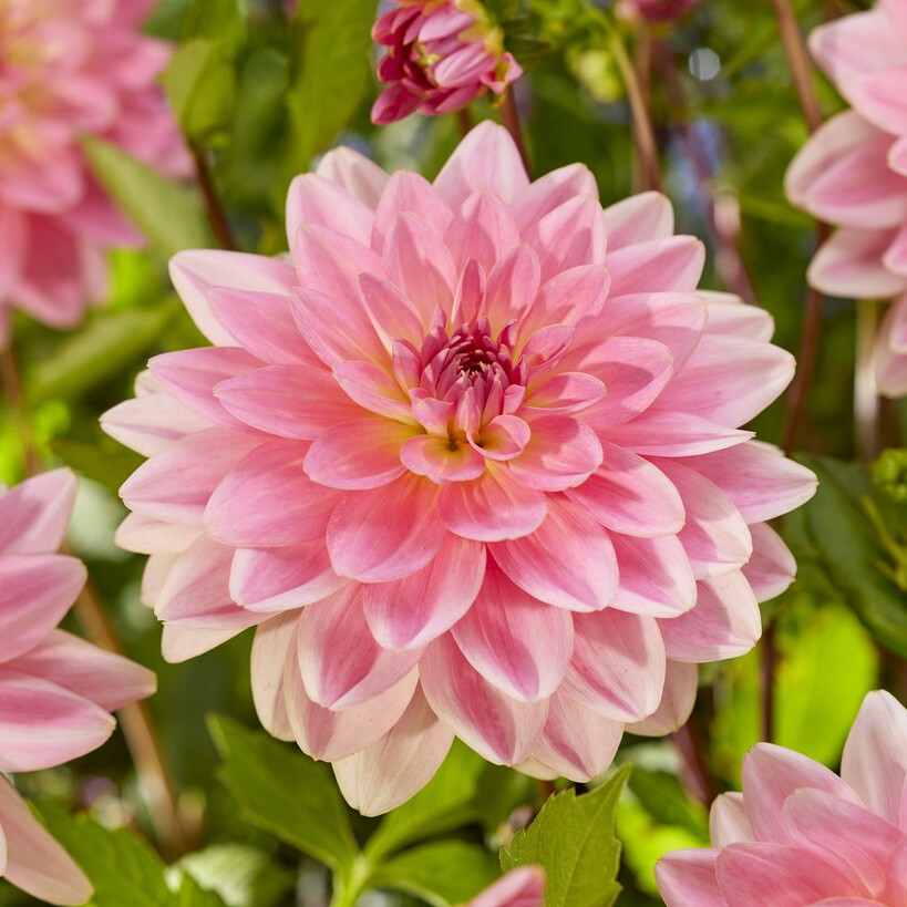 Dahlia Näckros Gerrie Hoek 1st - Dahlia x pinnata Gerrie Hoek