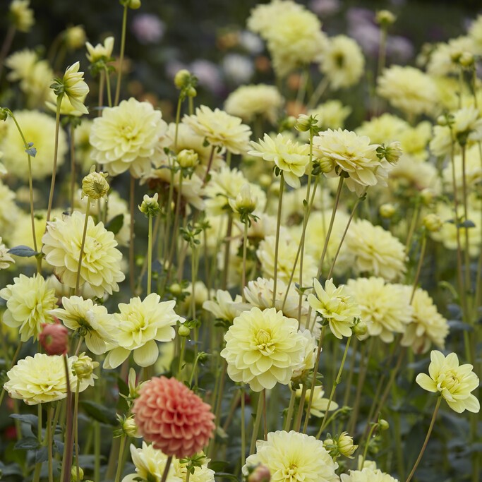 Dahlia Näckros Glory of Heemstede 1st - Dahlia x pinnata Glory of Heemstede