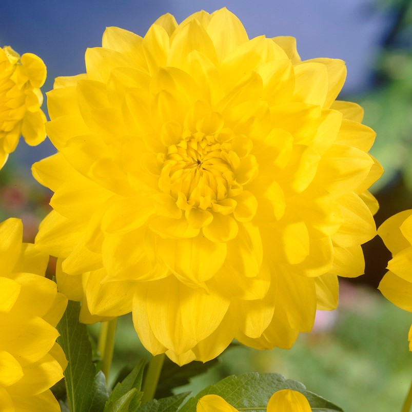 Dahlia Dekorativ Golden Emblem 1st - Dahlia x pinnata Golden Emblem