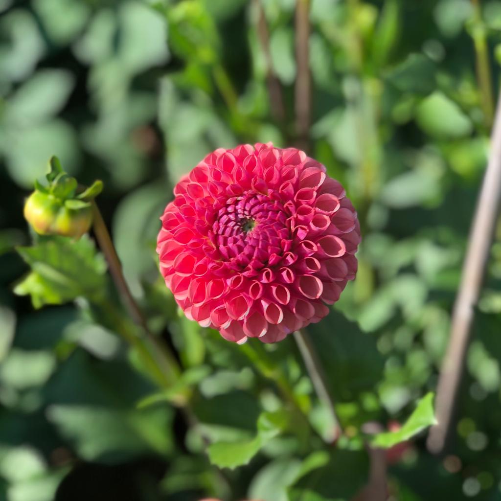 Dahlia Boll Hapet Coppery 1st - Dahlia x pinnata Hapet Coppery