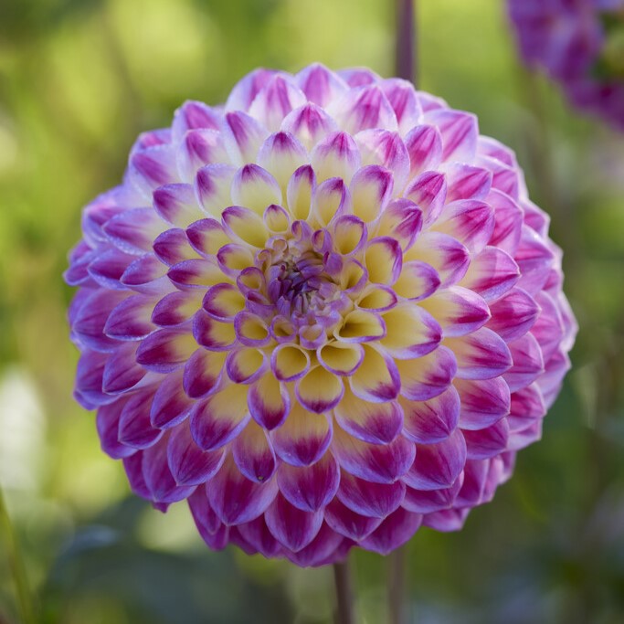Dahlia Boll Hapet Daydream 1st