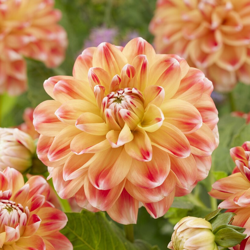 Dahlia Dekorativ Hapet Harmony 1st