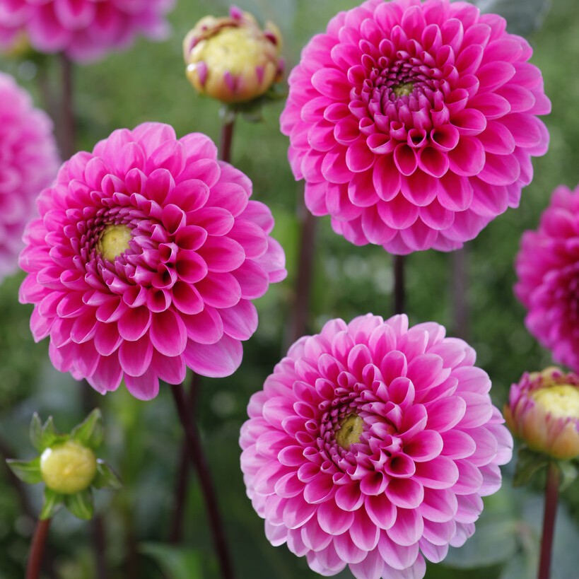 Dahlia Boll Happy Hour ® 1st - Dahlia x pinnata Happy Hour ®
