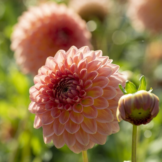 Dahlia Boll Hillcrest Suffusion 1st - Dahlia x pinnata Hillcres Suffusion