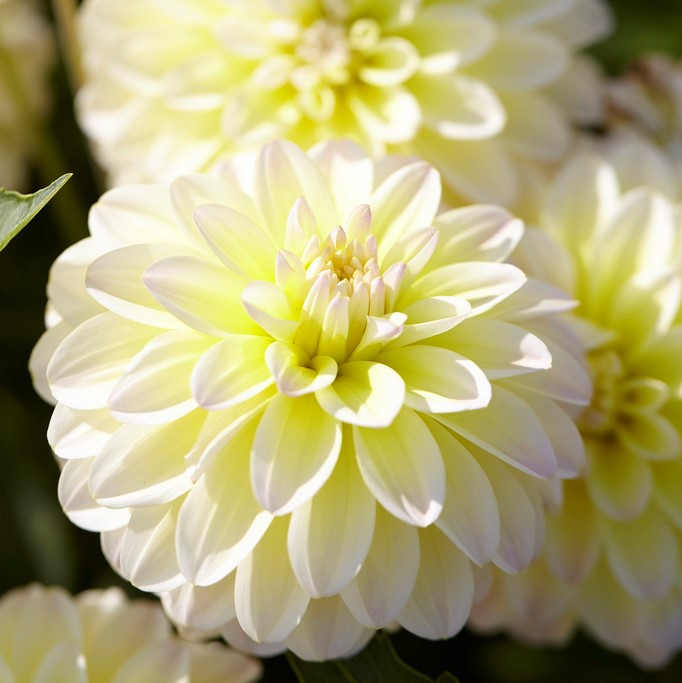 Dahlia Dekorativ Innocent Silence 1st - Dahlia x pinnata Innocent Silence