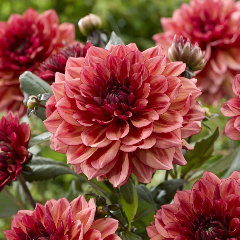 Dahlia Dekorativ Invitation 1st - Dahlia x pinnata Invitation
