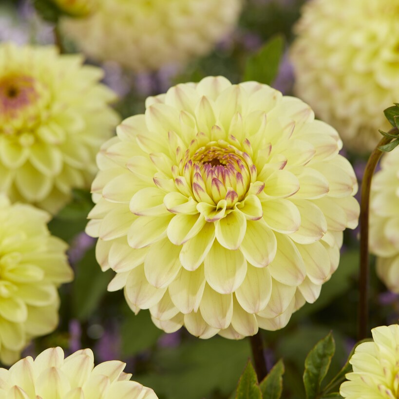 Dahlia Boll Isa´s Favourite 1st - Dahlia x pinnata Isa's Favourite