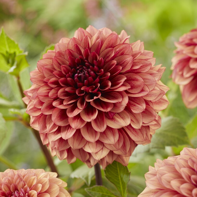 Dahlia Boll Jowey Merel 1st - Dahlia x pinnata Jowey Merel