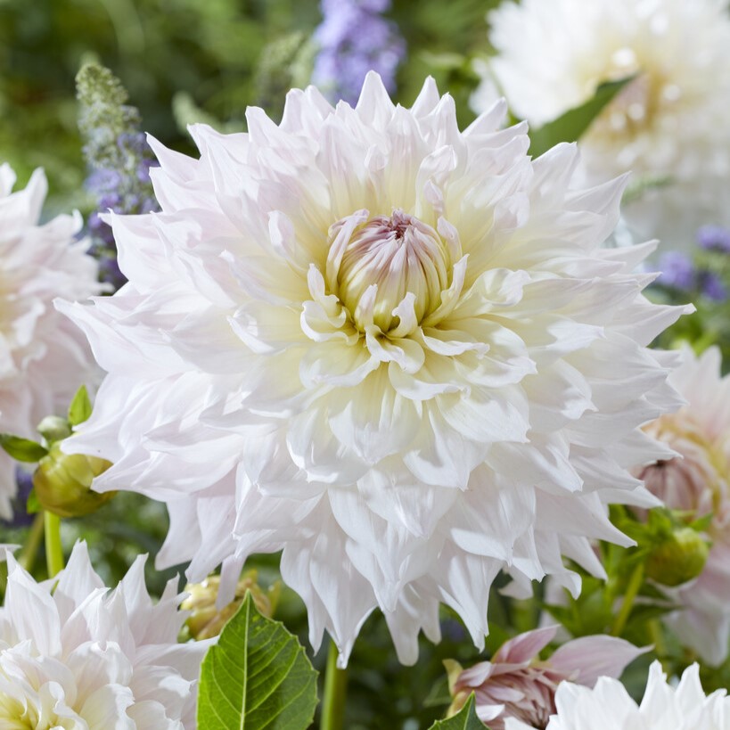 Alternativ bild 0 för Dekorativdahlia 'Ka´s Cloud'