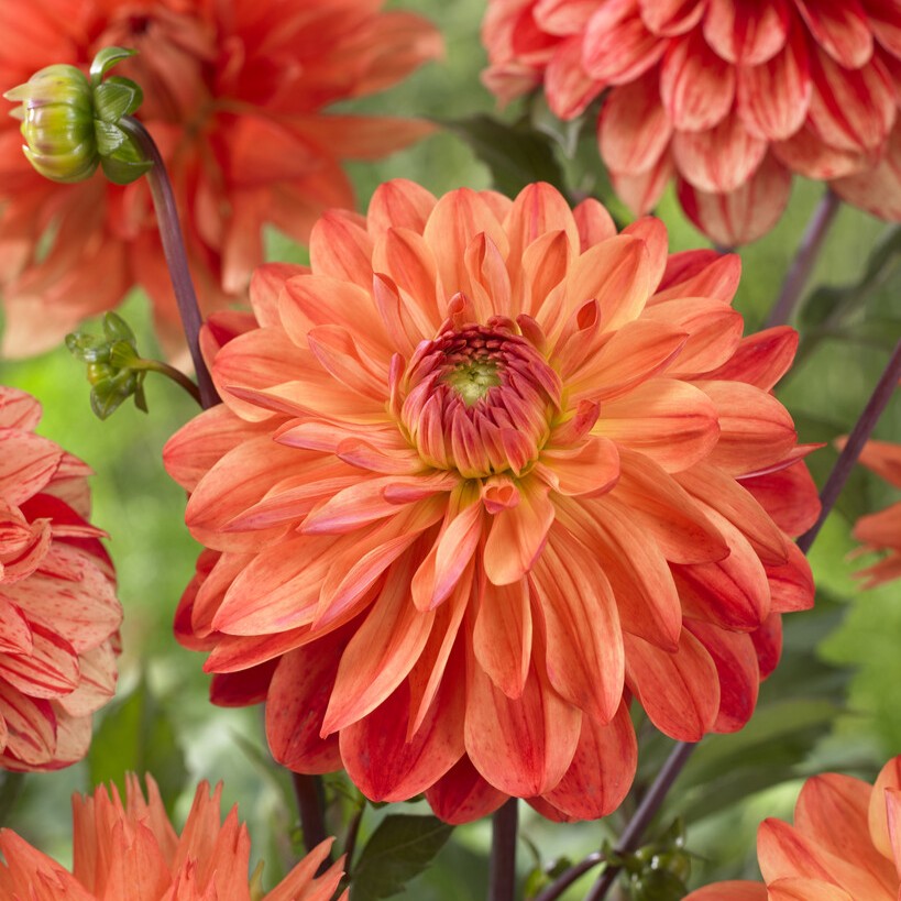 Dahlia Dekorativ Kees Verkade 1st - Dahlia x pinnata Kees Verkade