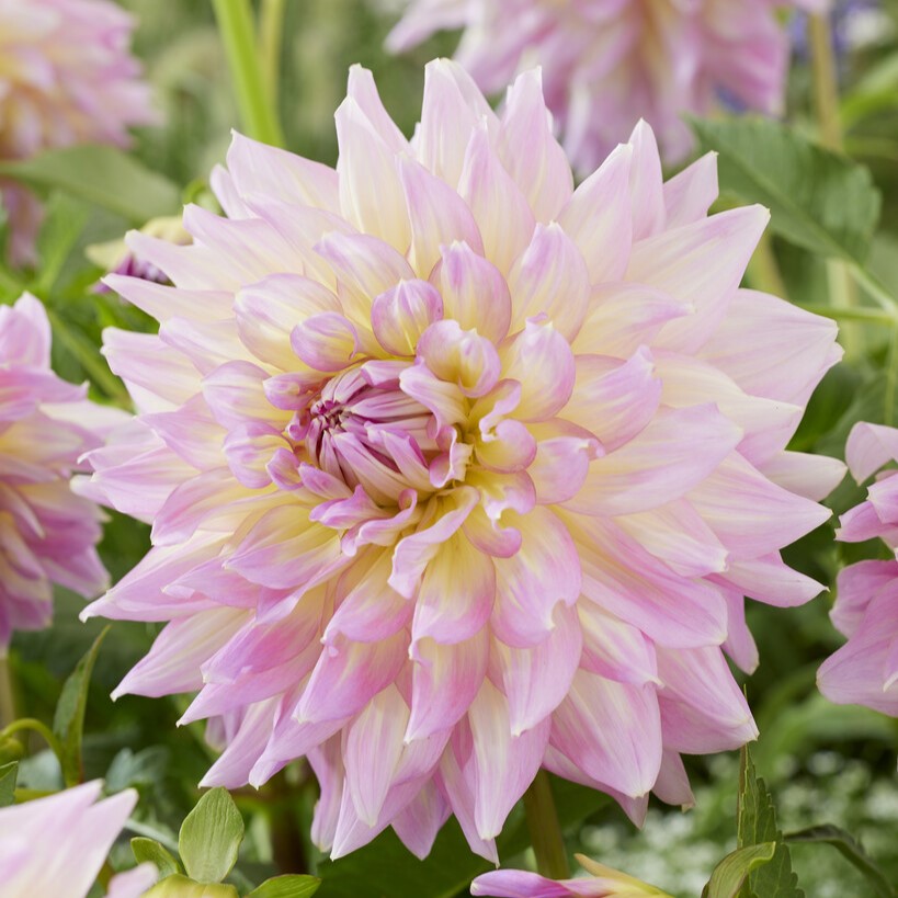 Dahlia Dekorativ Kidd´s Climax 1st - Dahlia x pinnata Kidd's Climax