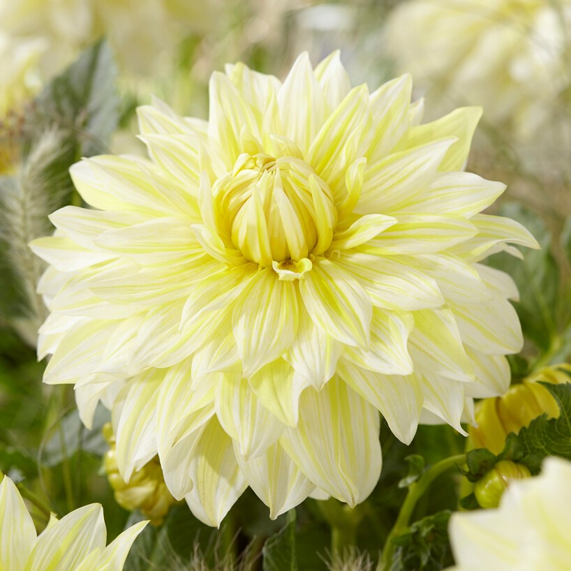 Dahlia Dekorativ La Luna 1st - Dahlia x pinnata La Luna