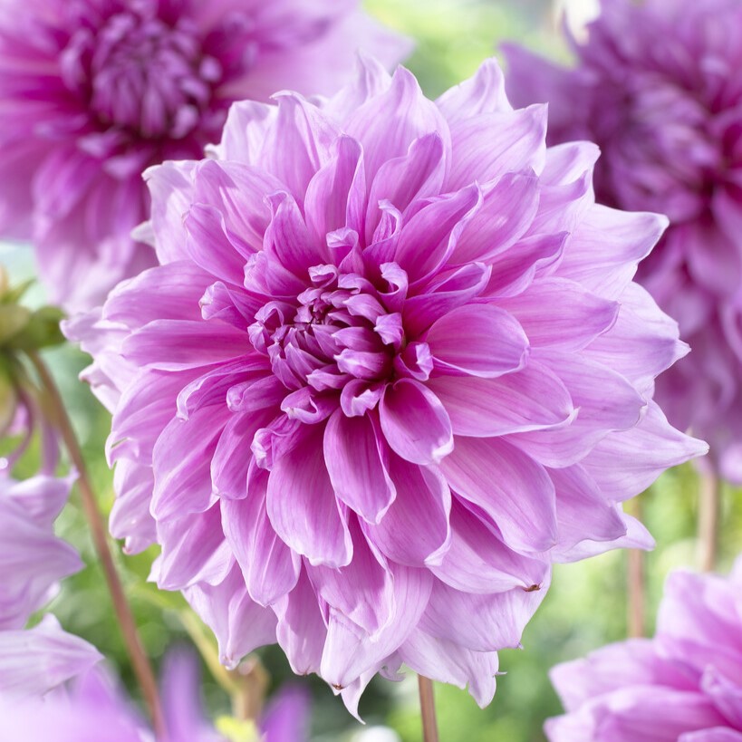 Dahlia Dekorativ Lavender Perfection 1st - Dahlia x pinnata Lavender Perfection