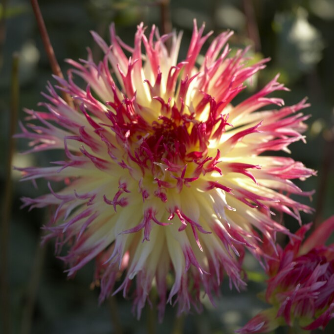 Dahlia Kaktus Lindsay Michelle 1st - Dahlia x pinnata Lindsay Michelle