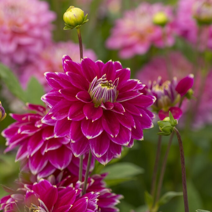 Dahlia Dekorativ Maldini 1st - Dahlia x pinnata Maldini