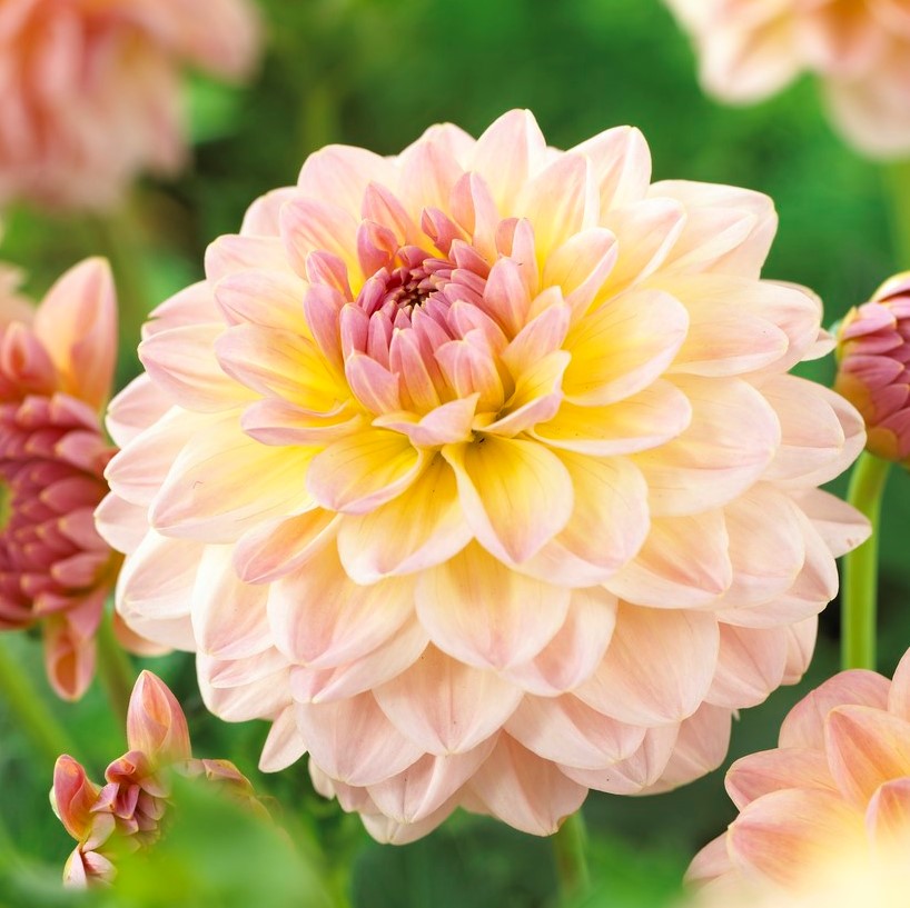 Dahlia Dekorativ Maya 1st - Dahlia x pinnata Maya