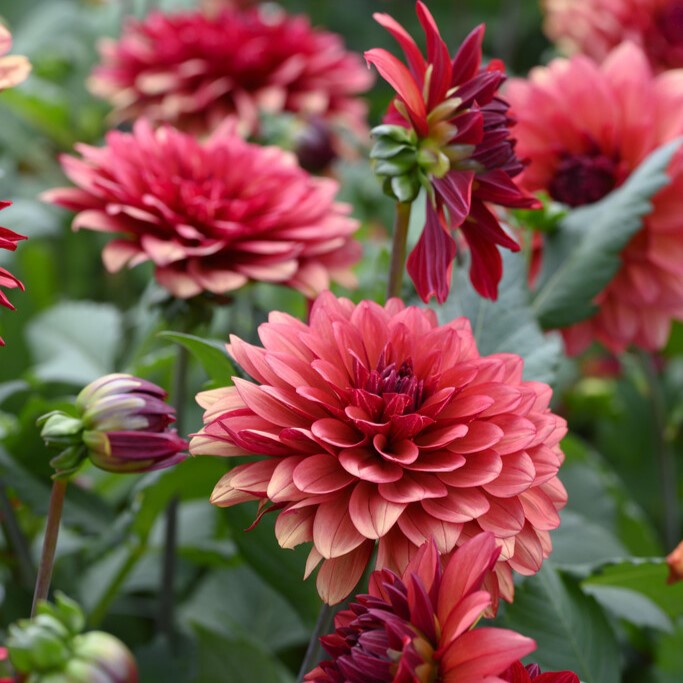 Dahlia Dekorativ Missis Miley 1st - Dahlia x pinnata Missis Miley