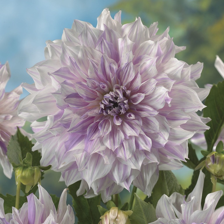 Dahlia Dekorativ Mom´s Special 1st - Dahlia x pinnata Mom's Special