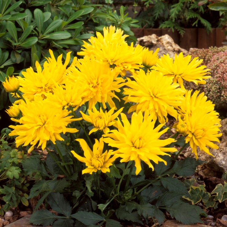 Dahlia Kaktus Mnchen 1st