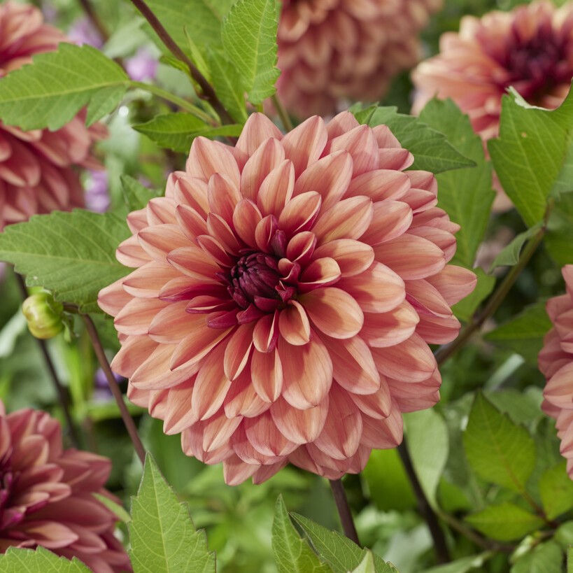 Dahlia Dekorativ Negroni Sunset 1st