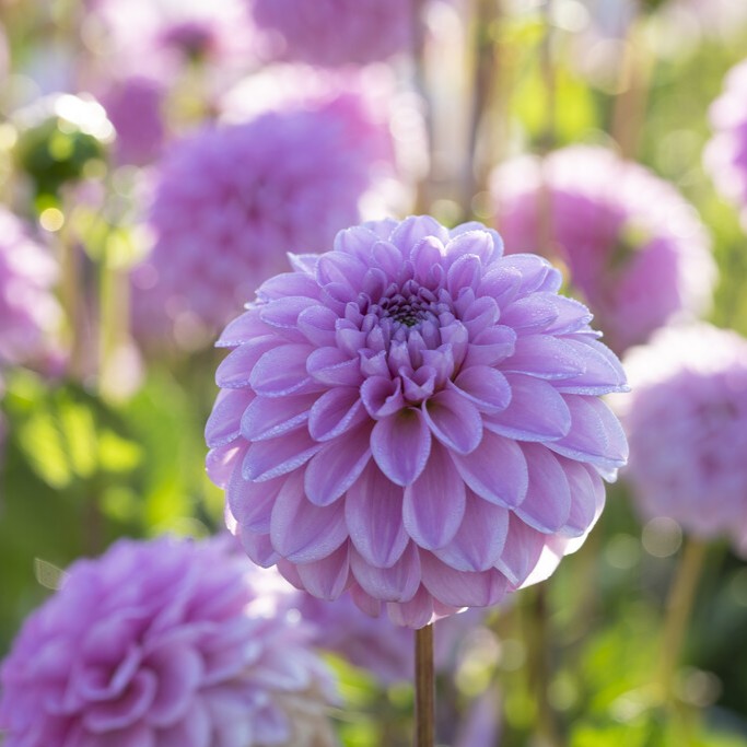 Dahlia Boll Pink Pop 1st - Dahlia x pinnata Pink Pop
