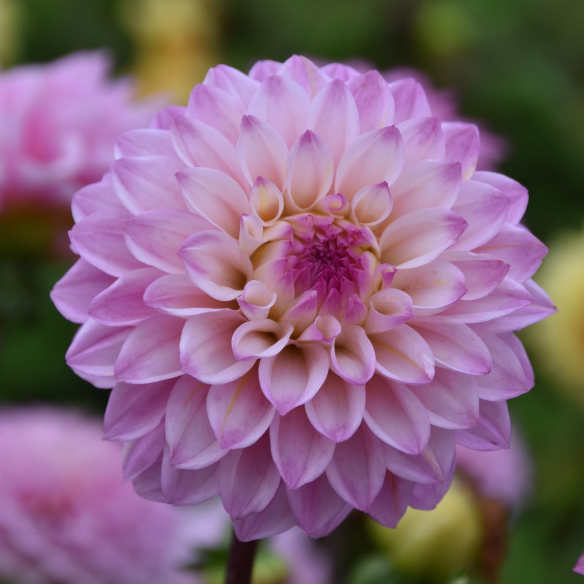Dahlia Dekorativ Princess Laetitia 1st - Dahlia x pinnata Princess Laetitia