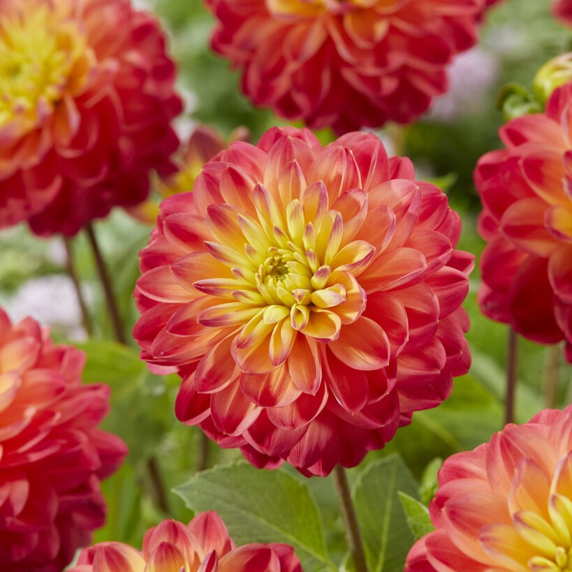 Dahlia Dekorativ Princess Erika 1st - Dahlia x pinnata Princess Erika