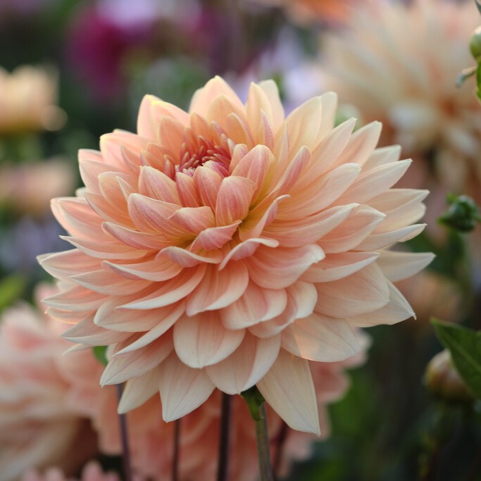 Dahlia Näckros Rancho 1st - Dahlia x pinnata Rancho