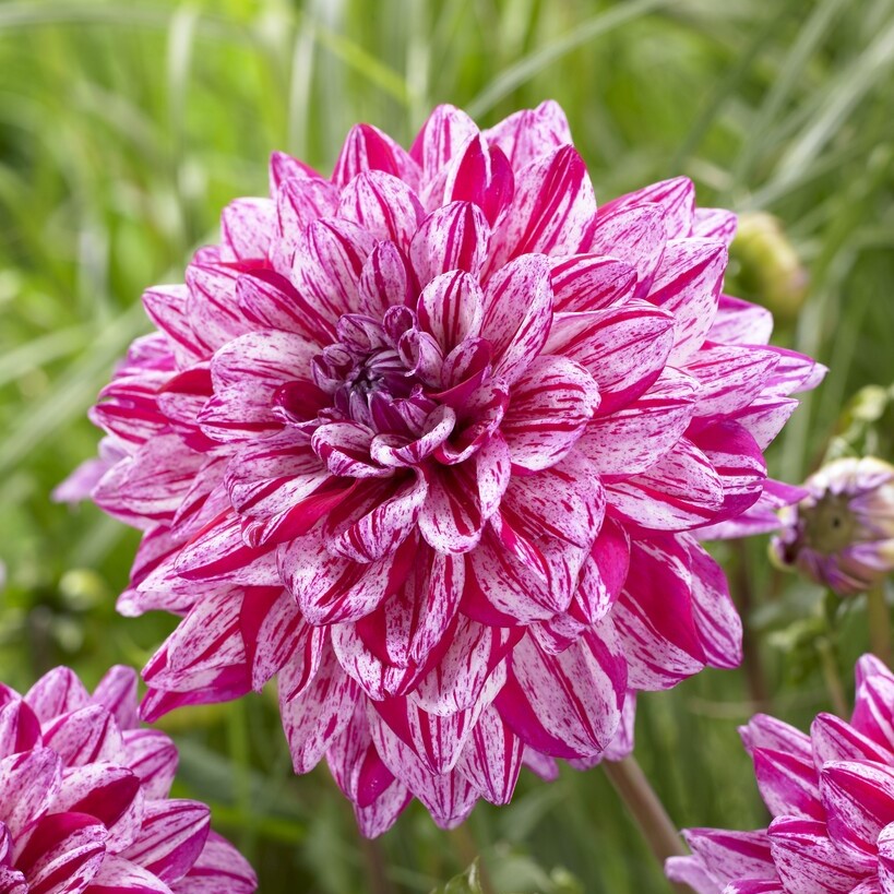 Dahlia Dekorativ Santander 1st - Dahlia x pinnata Santander