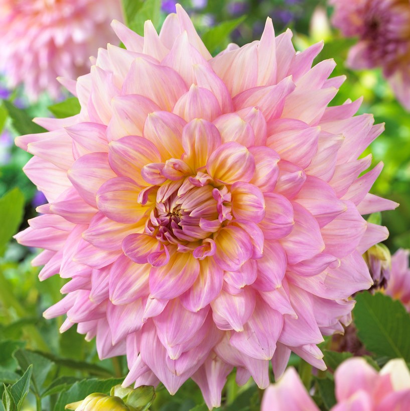 Dahlia Dekorativ Strawberry Ice 1st - Dahlia x pinnata Strawberry Ice
